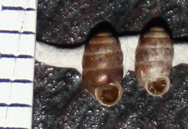 Pupilla muscorum?